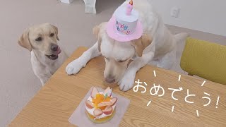 きなこ六歳の誕生日おめでとう！ラブラドールきなこ６歳サブレ１歳３か月