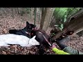 四国犬と行く猪猟vol.30　イーサンデビュー戦