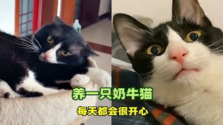 宠物解说：十只奶牛猫，有八个不太正常？