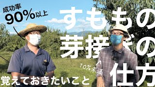 【必見】プロからすももの芽接ぎのやり方を教えてもらう。 -覚えておきたいこと-