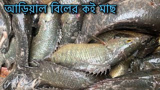 আড়িয়াল বিলের দেশি কৈ মাছ নিলামে কত টাকা বিক্রি হচ্ছে 🤫🤫