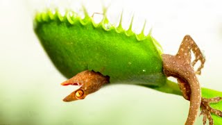 মাংসাশী উদ্ভিদ টি এই প্রাণীর কি অবস্থা করলো | Why Did Plants Begin Eating Animals.