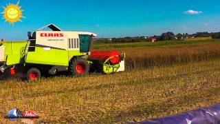 Rzepakowe żniwa 2013 |Claas Medion 310 \u0026 Ursus 1634|