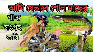 শোল মাছের প্রাকৃতিক ভাবে খাদ্য সংগ্রহ করে খেতে দি।BD Fish farming!! #মাছচাষপদ্ধতি 2024.2025