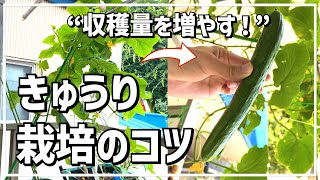 【ベランダ菜園】【きゅうり】昨年の栽培を分析し、収穫量がアップした方法を大公開 / タネから栽培してみた（1日目〜97日目） / 液体肥料の量やタイミング