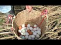 wow best unique fishing pick wild duck eggs a lots at riverside and field near the road by hand