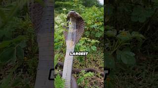 World's Deadliest Snakes☠️😰 #viralvideo #wildlifeexplorers #youtubeshorts #animals #wildlife