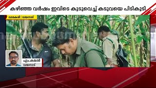 തൊഴിലാളികൾക്ക് നേരെ പാഞ്ഞടുത്ത് കടുവ; കടുവാഭീതിയിൽ ഏദൻ വാലി എസ്‌റ്റേറ്റ് | Tiher | Wayanad |