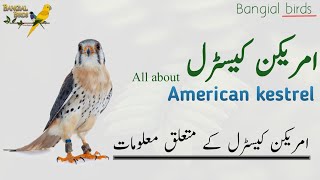 American kestrel information in Hindi and Urdu | Size, Habitat, Diet, \u0026 Facts | امریکن کیسٹرل