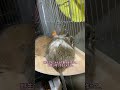 デグーが群れをつくる理由！ degu degus デグー