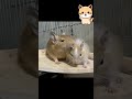 デグーが群れをつくる理由！ degu degus デグー