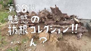 第38話　気持ちよく抜根している日々にとんでもない〇〇が、、、【CAT HOUSE DIY】