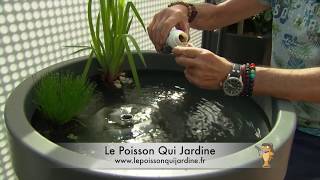 Bassin Terrasse Ou Balcon. Le poisson Qui Jardine