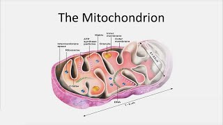 Novel Therapies for Mitochondrial Disorders - Developmental Disabilities Update