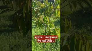 #ทุเรียน - ไว้หญ้าคลุมดิน ผลที่ได้ คือ ?