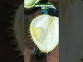 kupas durian montong part 2 hasin panen perdana buah duren