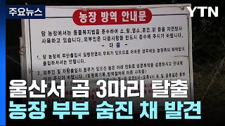 울산서 곰 3마리 탈출...사육농장 부부 숨진 채 발견 / YTN