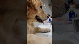 おやつ欲しさに水を出すゴールデンレトリバー #shorts #多頭飼い #Goldenretriever