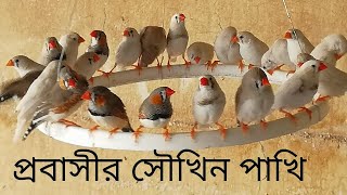 fince zebra  প্রবাসীর সৌখিন পাখি 🐦🐦🐦🐦🐦🐦🐦🐦🐦🐦🐦🐦🐦🐦🐦🐦🐦