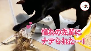 子猫たちの反応がアイドルに会えた直後と同じ