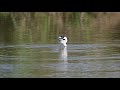 【嘴が魅力的】ソリハシセイタカシギ pied avocet