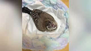 【ブログ用】生後20日目カノコスズメ雛へのさし餌