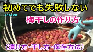 初めてでも失敗しない 梅干しの作り方（漬け方・干し方・保存方法）2024 08