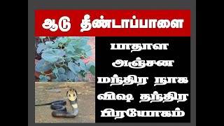 ஆடு தீண்டாப்பாளை பாதாள அஞ்சன பிரயோகம் || விஷநாக மந்திர தந்திர சூட்சமம் || புதையல் எடுக்கும் முறை ||