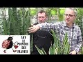 Conseil jardinage: sansevieria trifasciata: Entretien et l'arrosage: Plante verte d'intérieur