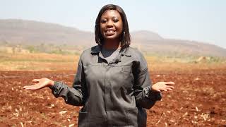 SYNGENTA TOMATO VARIETIES :  TOMATOES TRANSPLANTING DURING SUMMER  CROPPING SEASON IN ZIMBABWE