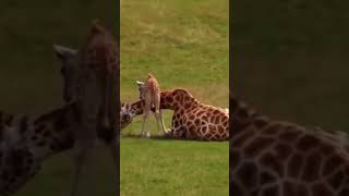 OMG#kiran animals#ytshorts#viral#short#