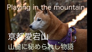 【秘境愛宕山山麓の歴史を辿る旅】京都愛宕山山麓の秘境にゆずの里として名の知れた水尾。この京と丹波を結ぶ交通の要衝のこの地にも古くから伝わる物語があります♪あおいさんと共にした旅をお届けしますね🤗