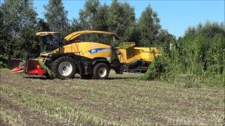 Hennep met O.T.P Echten hakselen en persen met New Holland.