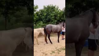 Superb Wild Steeds Compilation of a number of Wild Horse Fights Video of 045