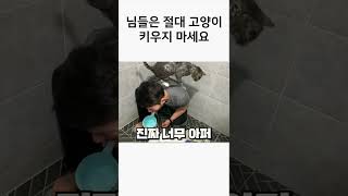 세계고양이날은 세계 고양이들과 싸우는 날인가