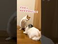 手ぇ長すぎんねんっ！！【おしゃべりする猫】 shorts 【猫アテレコ】