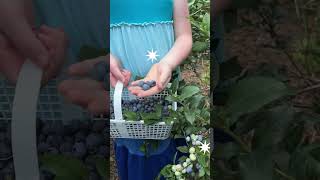 Blueberry Picking