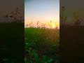 Nature lovers status video #nature #naturestatus #whatsappstatus #beststatus #shorts #youtubeshorts