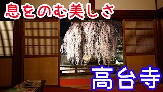 【京都観光】Kyoto Japan　高台寺桜　夜間拝観　京都観光スポット、京都の春