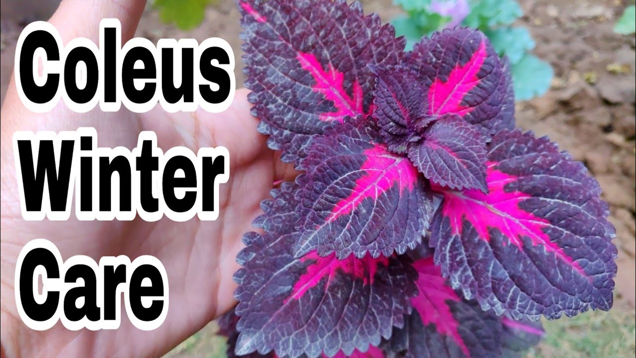 Coleus Plant Care In Winter| Coleus Ke Winter Mai Kesay Care Karain|How ...