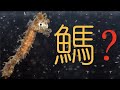 【鬼谷闲谈】海马：“嗦虾让鱼面目全非” The Story of Hippocampus