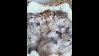 Positive cat compilation #25 #cat #cats #kitten #kittens #cute