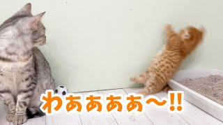 【神回】初めて見たサッカーボールに興奮し過ぎた子猫が...なんでそうなるの！？笑 #子猫 #マンチカン