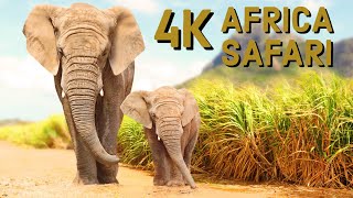 4K African Wildlife | African Nature Showreel