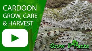 Cardoon - grow, harvest and eat