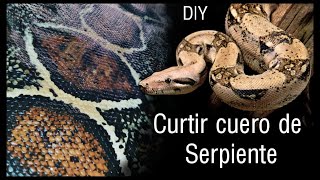 COMO CURTIR EL CUERO DE UNA SERPIENTE////Curtido de piel de víbora//// Disecado de piel