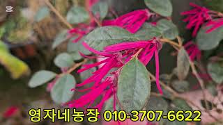 영자네농장 010-3707-6622  예쁜꽃  항상 즐거워요