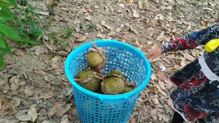 Kutip durian kampung