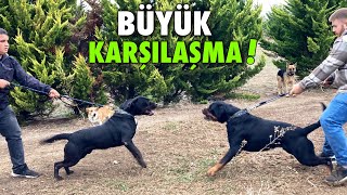 ROTTWEİLER DİABLO VS HADES BÜYÜK KAPIŞMA!