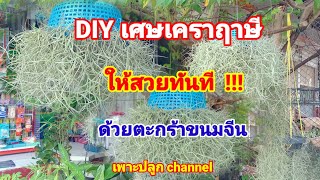 วิธีนำเศษเคราฤาษี มา DIY ให้สวยทันทีด้วยตะกร้าขนมจีน #เคราฤาษี #Spanish moss /เพาะปลูก channel